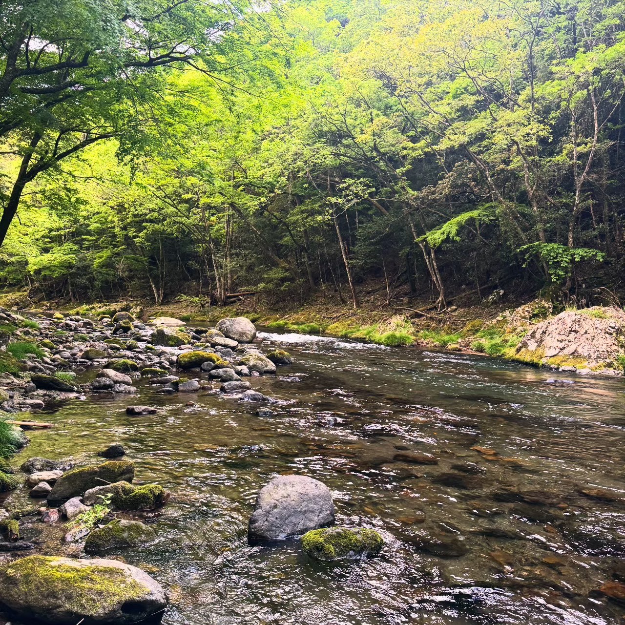 木々に囲まれた清流